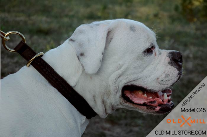 American Bulldog Choke Collar