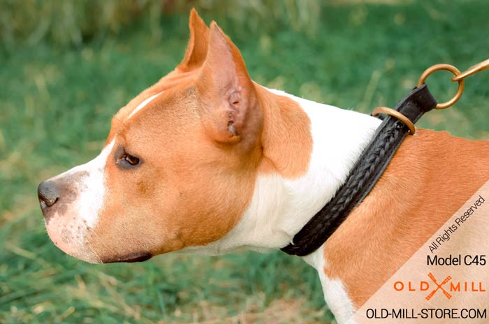 2ply Choke Dog Collar for Amstaff