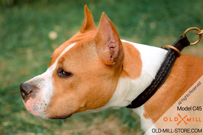 Amstaff Collar for Handling large and active breeds