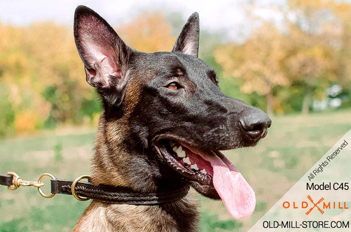 Choke Dog Collar for Belgian Malinois Breed