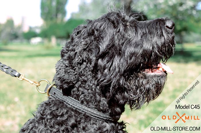 Black Russian Terrier Collar