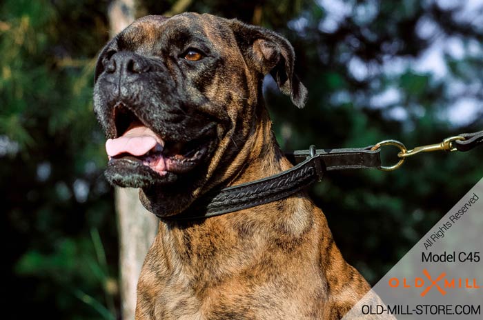 Choke Dog Collar for Boxer Breed