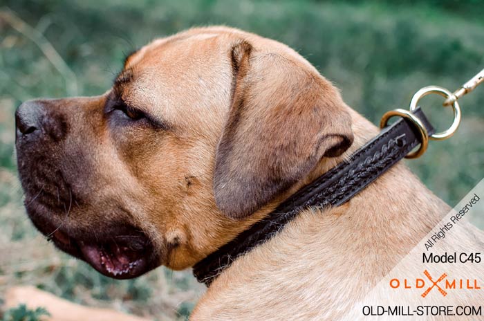 2ply Choke Dog Collar for Cane Corso