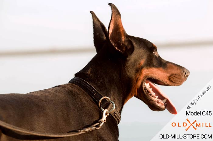 Brass Rings on 2ply Leather Doberman Collar