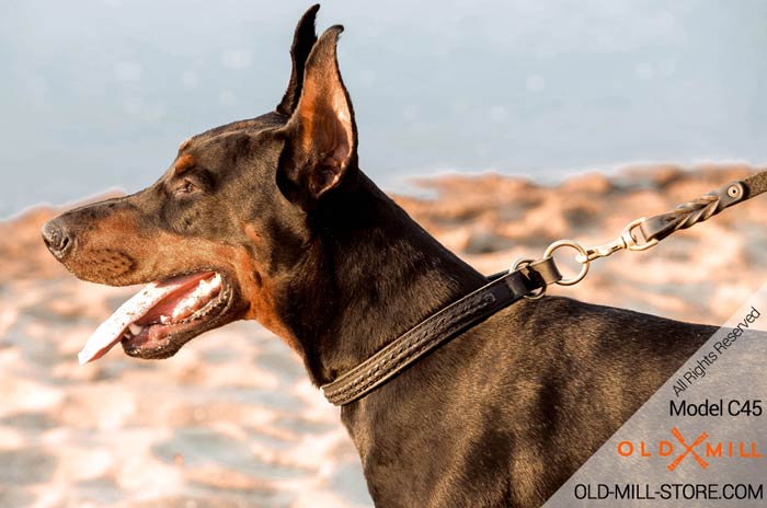 Doberman Collar for Handling large and active breeds