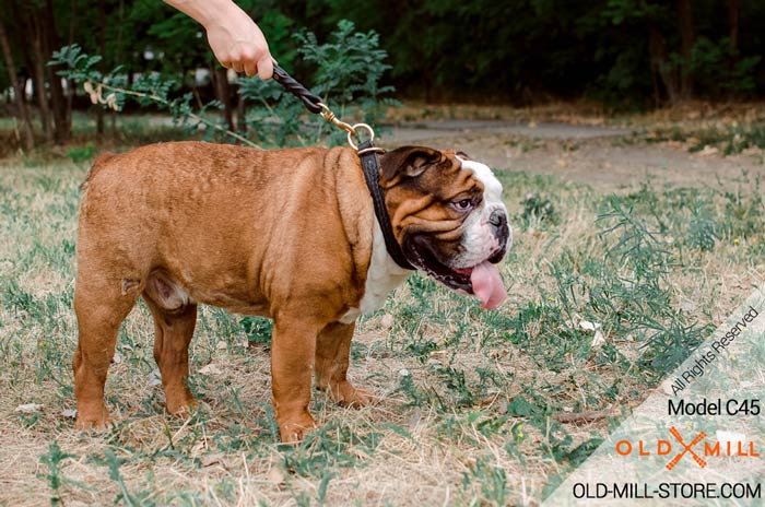 Bulldog Choke Collar