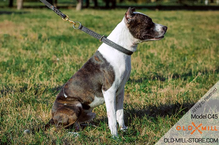 2ply Choke Dog Collar for Pitbull