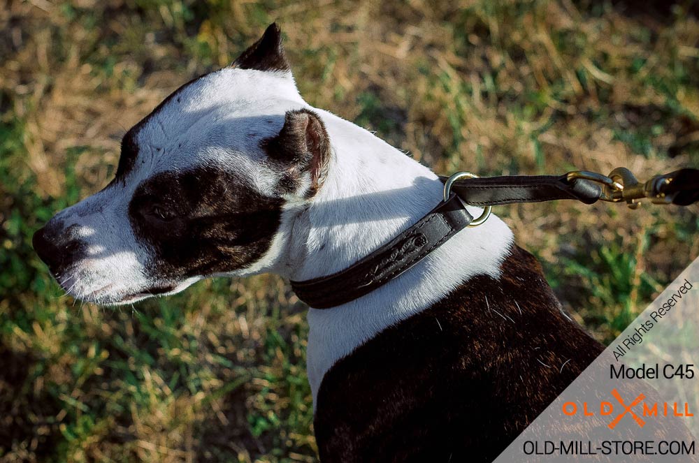 Pitbull Choke Collar