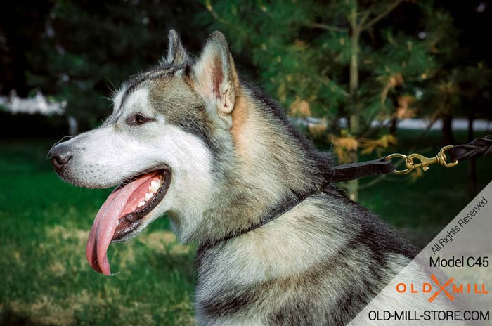 2ply Choke Dog Collar for Siberian Husky
