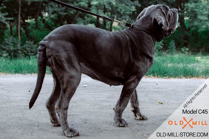 Braided Leather Mastiff Collar