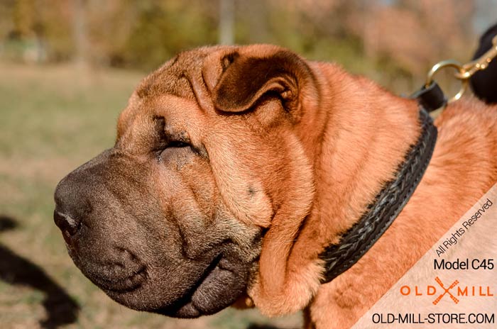 Shar Pei Collar