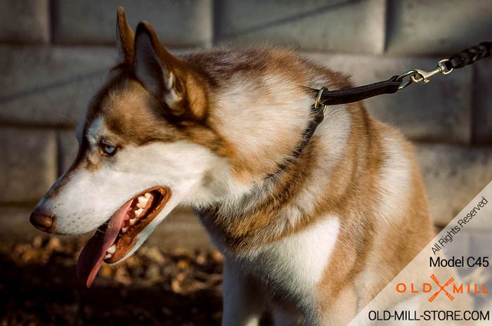 Choke Collar for Husky