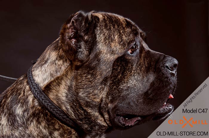 Double Leather Cane Corso Collar