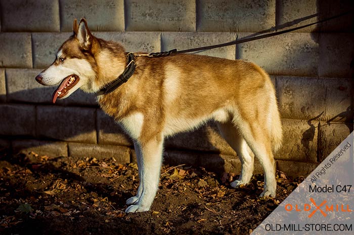 Double Leather Siberian Husky Collar