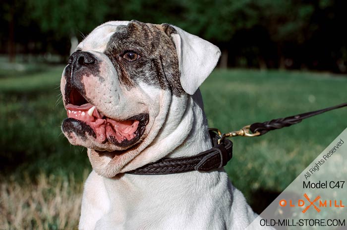 Braided Dog Collar for American Bulldog Breed
