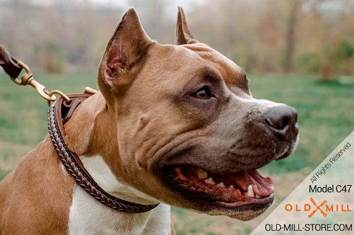 Double Leather Amstaff Collar