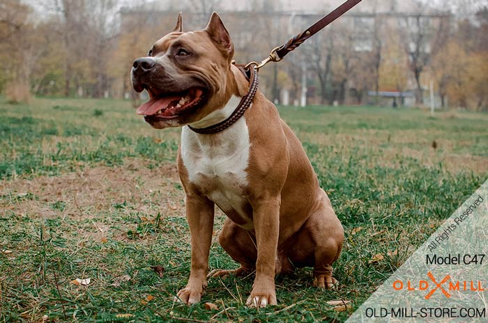 2ply Leather Dog Collar for Amstaff