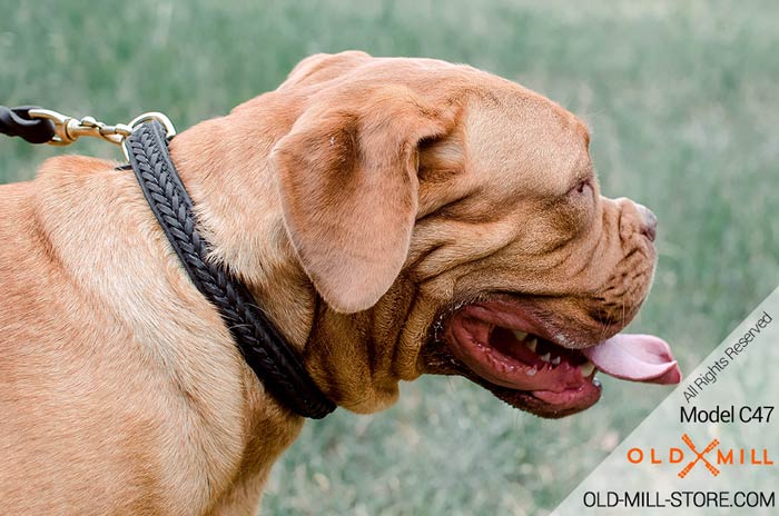 Dogue De Bordeaux Collar