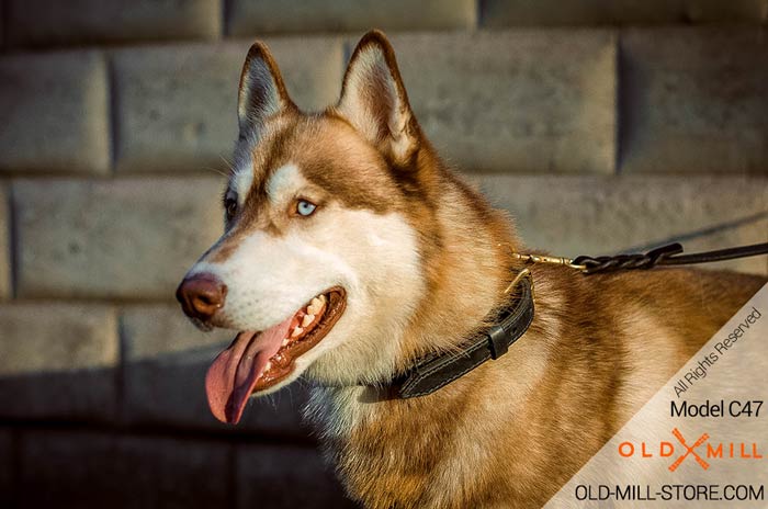 2ply Leather Dog Collar for Husky