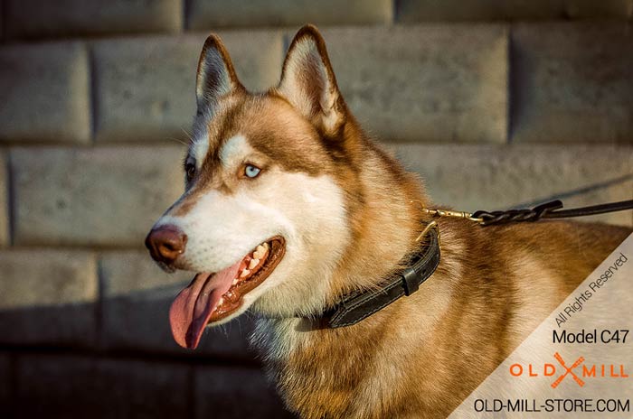 2 ply Leather Siberian Husky Collar