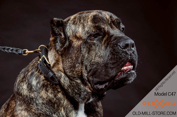 2ply Leather Cane Corso Collar with D-Ring
