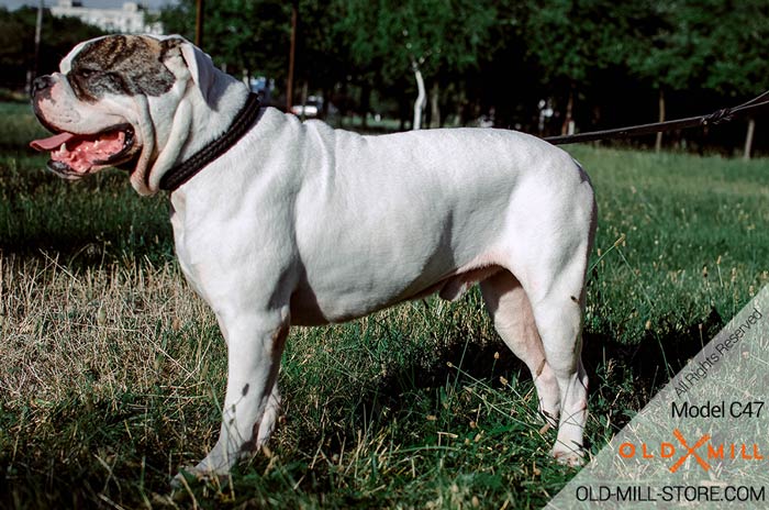 Bulldog Collar with Braided Design