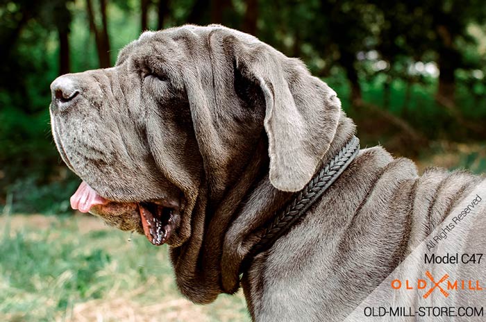 Double Leather Mastiff Collar