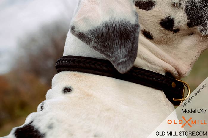 Dog Collar with Braided Design