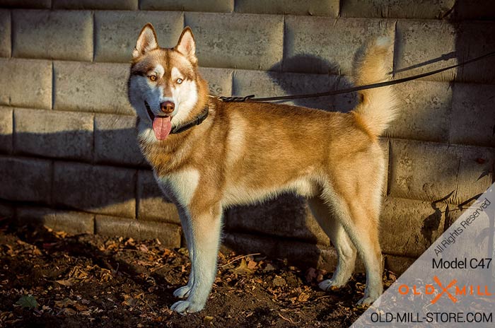 Walking Husky Collar