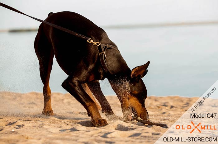 Walking Dobeman Collar