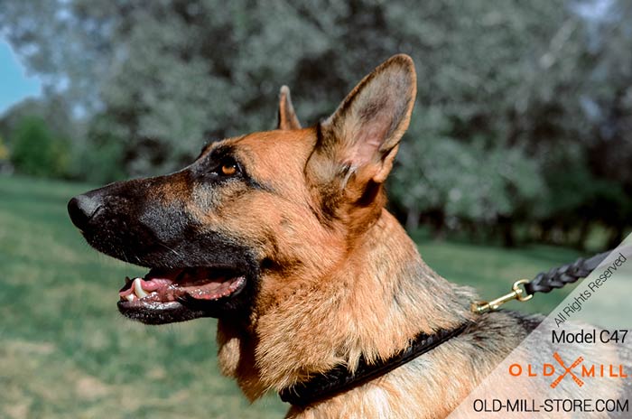 Double Leather German Shepherd Collar