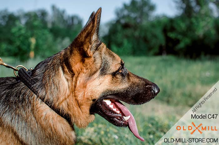 GSD Collar Braided Design