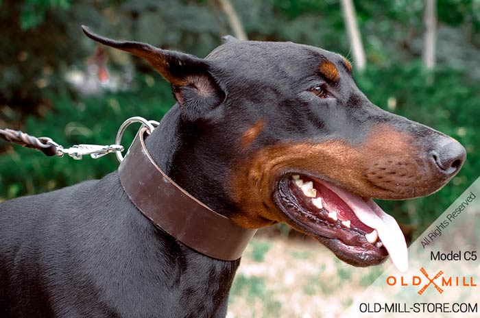 2 inch wide Leather Doberman Collar