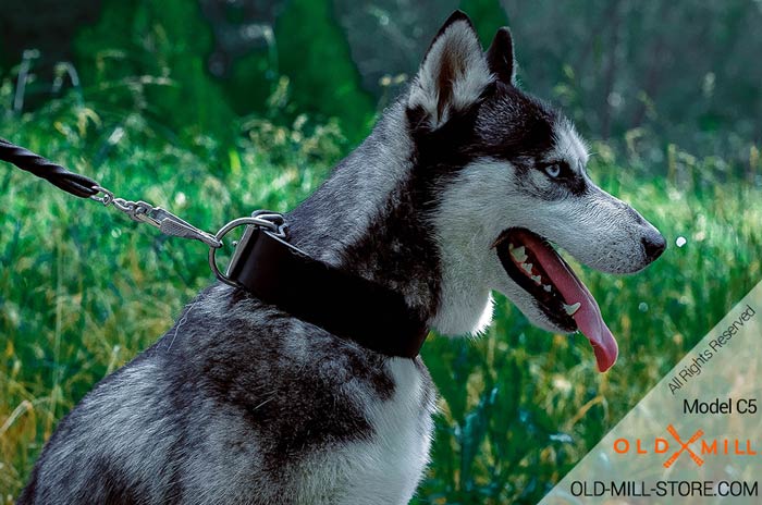 2 inch wide Leather Collar for Siberian Husky