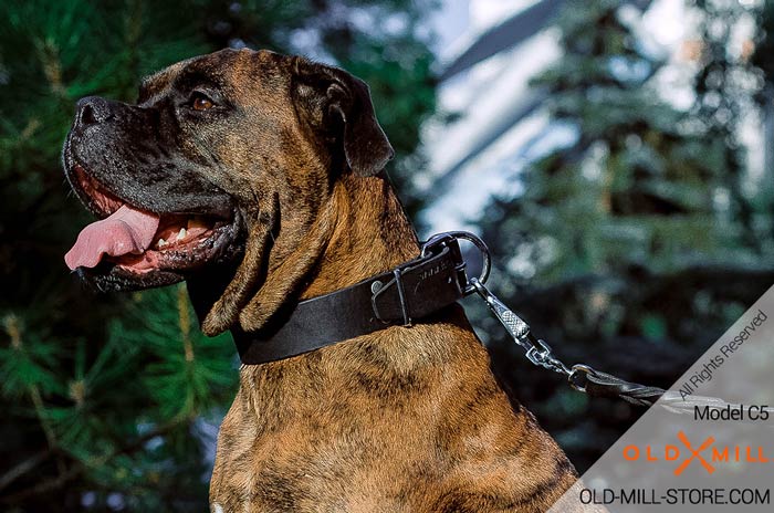 Buckle Collar for Boxer with D-ring for Leash Attachment