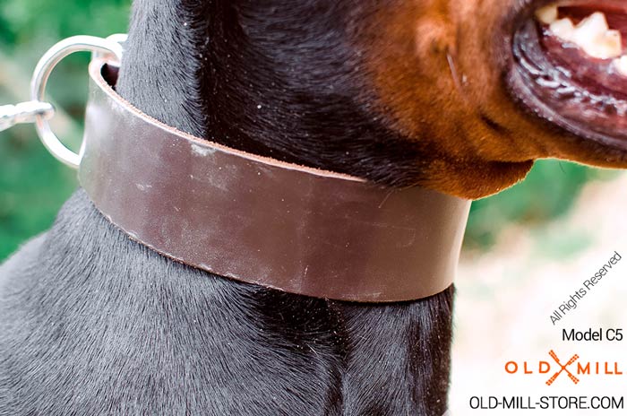 Doberman Collar with Strong D-Ring for Leash Attachment