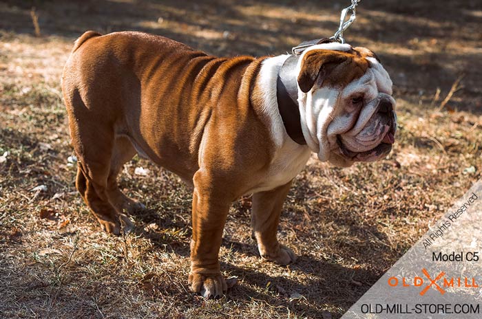 Extra Wide Leather Bulldog Collar