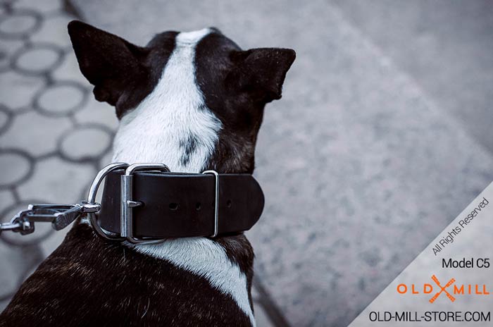 Handcrafted Collar with D-Ring for Leash Attachment