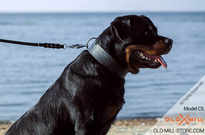 2 inch wide Leather Rottweiler Collar