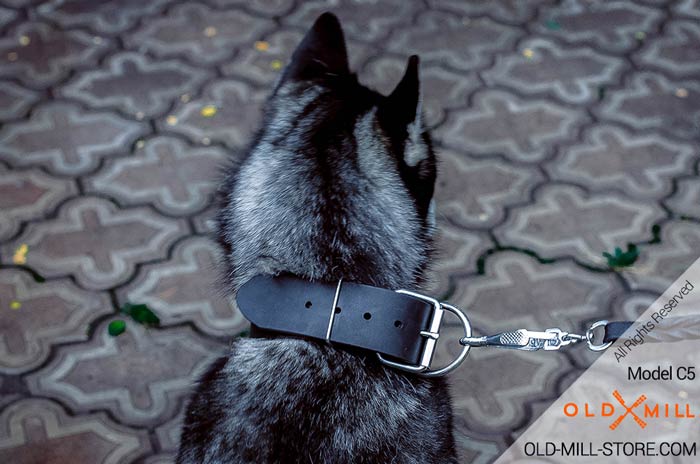 Buckle Collar with D-Ring for Leash Attachment