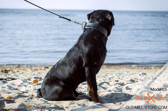 Durable Collar with D-Ring for Leash Attachment