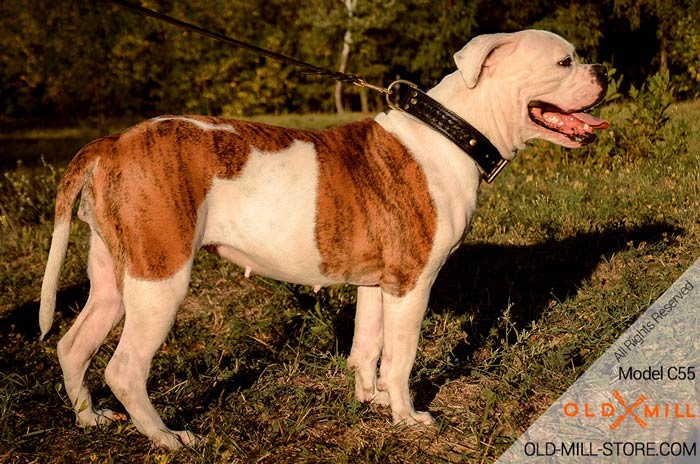 2ply Leather Dog Collar for American Bulldog