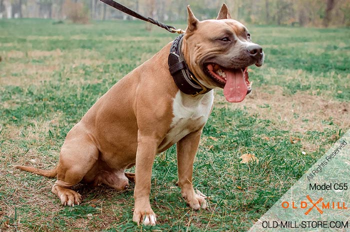 Extra Durable Leather Amstaff Collar with Fur Protection Plate