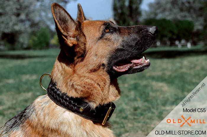 2ply Leather Dog Collar for German Shepherd