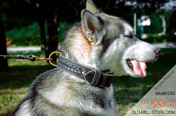 2ply Leather Dog Collar for Siberian Husky