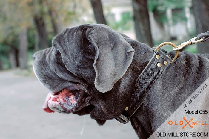 2ply Leather Dog Collar for Mastiff