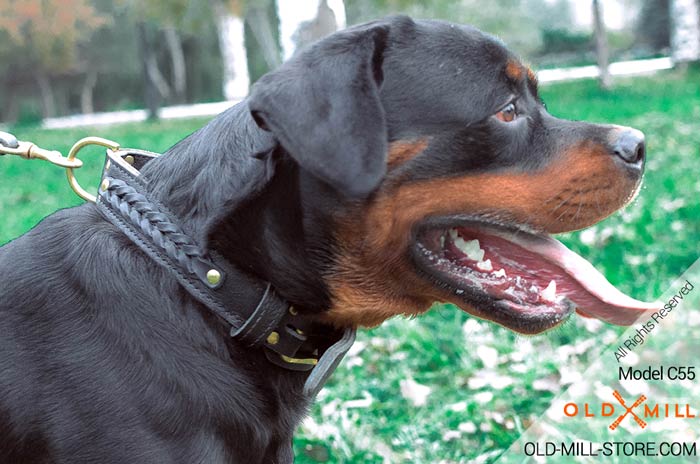 2ply Leather Dog Collar for Rottweiler