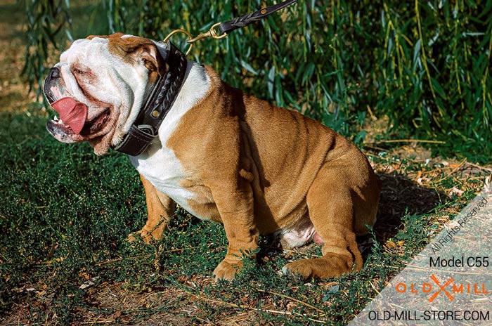  English Bulldog Collar with Fur Protection Plate