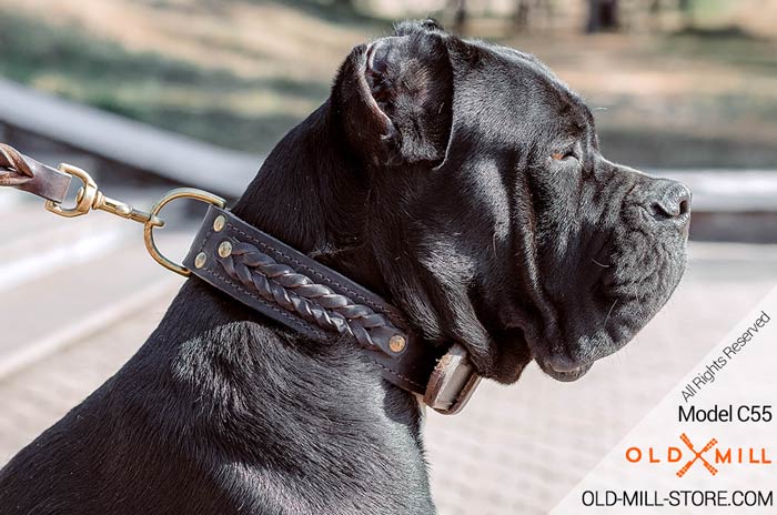 Double Leather Cane Corso Collar with Brass D-Ring for Leash attachment
