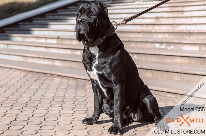 2ply Leather Dog Collar for Cane Corso